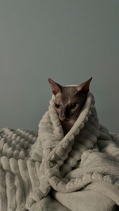 a cat wrapped up in a blanket on top of a bed and staring at the camera