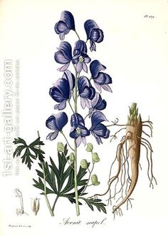 an illustration of blue flowers with roots and leaves