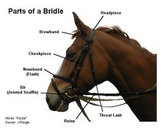 the parts of a horse's bridle