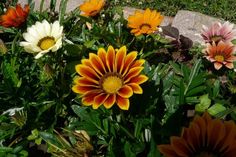 many different colored flowers growing in the grass