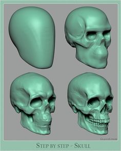 four different views of the human skull, each with its own head and lower jaw