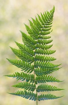 a close up of a green leaf on a plant with blurry background in the foreground