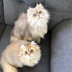 two fluffy cats sitting on top of a gray couch next to each other, looking up at the camera