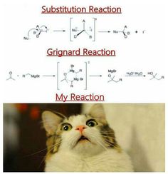 a cat is looking up at the caption that says, substition reaction grignard reaction my reaction