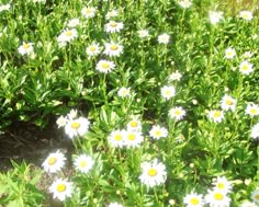 some white and yellow flowers in the grass