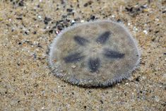 a small jellyfish is sitting on the sand