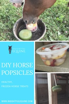 the collage shows horses and their food in plastic containers with text overlay that reads diy horse popsicles healthy frozen horse treats