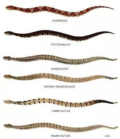 the different types of snakes are shown in this image, and each one is labeled with its