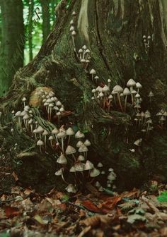 a group of mushrooms growing on the side of a tree