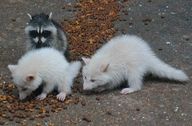 two small white and gray animals eating food off the ground next to each other on concrete