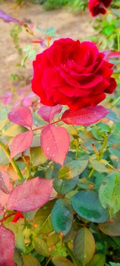 a red rose is blooming in the garden