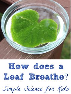 a heart shaped leaf in a glass bowl with the words how does a leaf breathe?