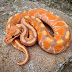 a large orange and brown snake laying on top of a rock