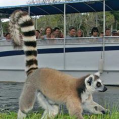 a group of people on a boat watching a ring tailed lemur walking in the grass