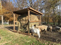 several sheep are eating hay out of a small cage in the grass near some trees