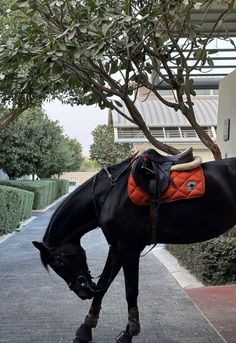 a black horse standing on top of a sidewalk next to a tree and building in the background