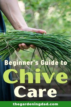 the beginner's guide to chive care cover shows a person holding green plants