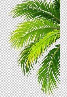 green palm tree leaves on a white background, hd png image with transparent background