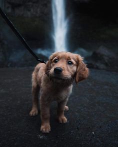 a brown dog standing in front of a waterfall on a black ground with a leash