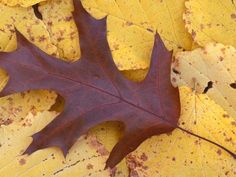 an orange and brown leaf laying on top of yellow leaves