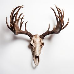 an animal's skull with antlers is shown against a white background