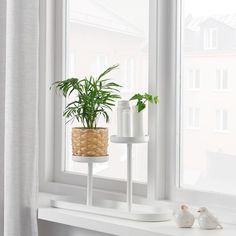 a potted plant sitting on top of a white shelf next to a window