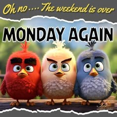 three angry birds sitting next to each other on a wooden plank with the words monday again