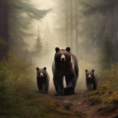 three bears are walking in the woods together on a foggy day with pine trees