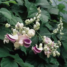 pink and white flowers are growing on the plant