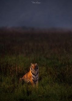 a tiger sitting in the middle of a grassy field at night with mountains in the background