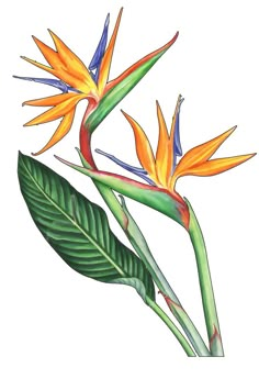 a drawing of two birds of paradise flowers