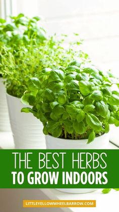 the best herbs to grow indoors are in white planters with green leaves on them