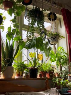 many potted plants are hanging from the window sill