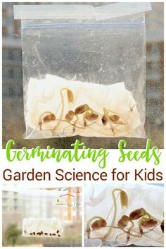 seed science for kids is an easy way to learn how to grow seeds in the garden