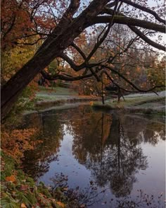 a pond surrounded by trees with leaves on the ground