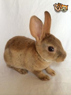 a small brown rabbit sitting on top of a white sheet