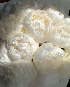 a bouquet of white peonies sitting on top of each other in a vase