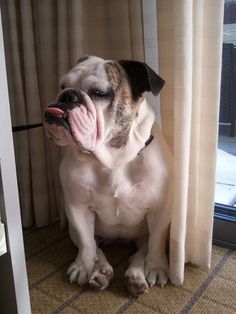 a white and brown dog sitting next to a window