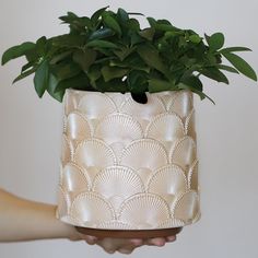 a hand holding a potted plant with green leaves on it's top and bottom