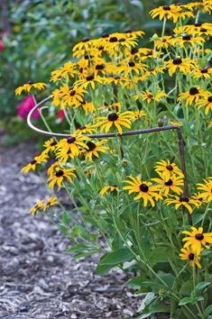 yellow and black - eyed susan flowers in the garden