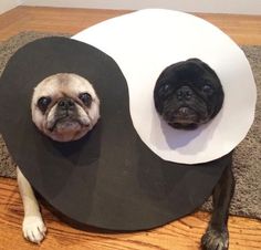 two pug dogs sitting next to each other in a cone