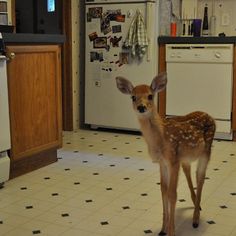 a young deer standing in the middle of a kitchen with black and white tile flooring