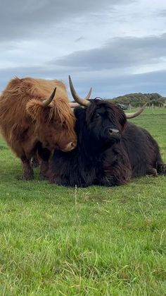 two yaks are laying down in the grass near each other on a cloudy day