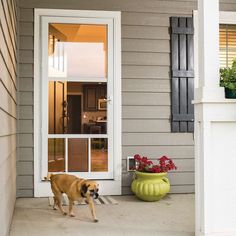 a dog is walking in front of a house