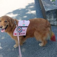 a brown dog wearing a pink vest and leash standing next to a cement curb with trees in the background