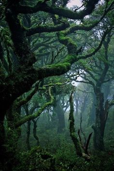 the trees are covered in moss and have very dark green leaves on them, while the sky is foggy