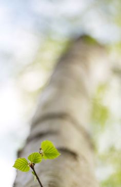 a small green leaf is growing on the trunk of a tree