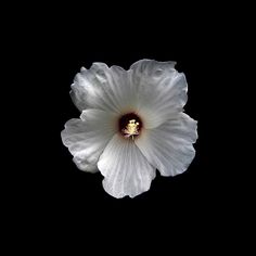 a white flower is shown against a black background with the center in the middle of it's petals