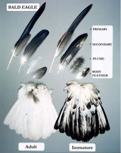 feathers are shown with different types of feathers