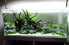 an aquarium with rocks and plants in it